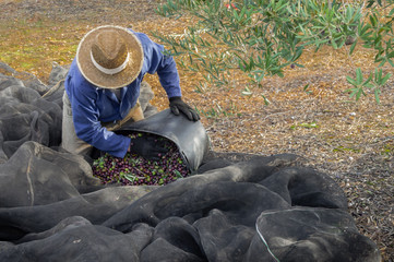 Farmer with straw hat, gloves and work clothes collecting olives in the field. Adult man working with a net and a big cube in a countryside of Spain,