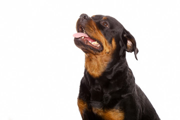 Beautiful dog rottweiler isolated on white background