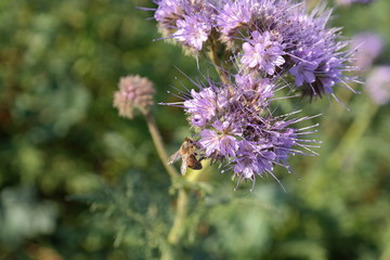 violet flower close-up