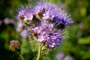 violet flower close-up