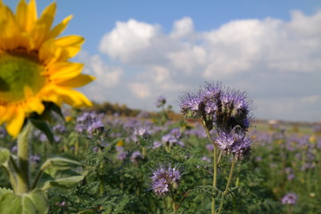 a field of sunflowers