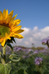 a field of sunflowers