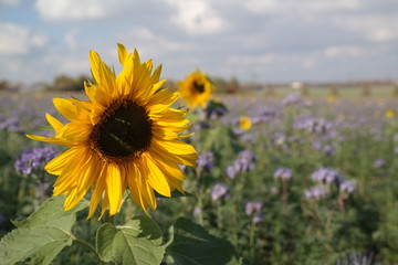 a field of sunflowers