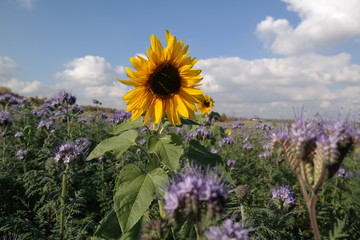 a field of sunflowers