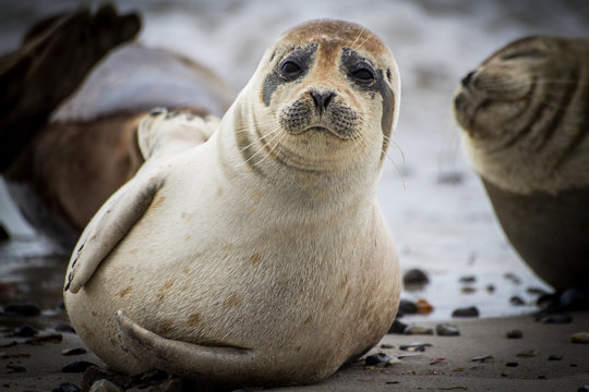Common Seal on the beach of Dune - Helgoland - Germany