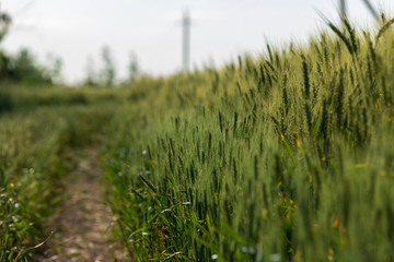 meadow grasses, flowers, fields