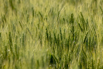 meadow grasses, flowers, fields