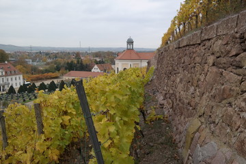 vineyard on a cloudy day