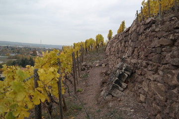 vineyard on a cloudy day