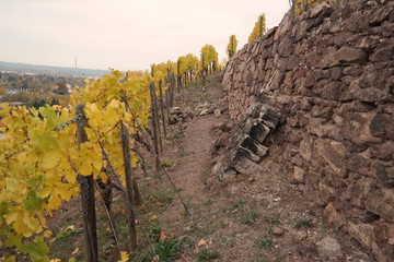 vineyard on a cloudy day