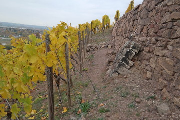 vineyard on a cloudy day