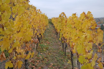 vineyard on a cloudy day