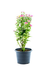 Pink flowers on tree in black flowerpot isolated on white