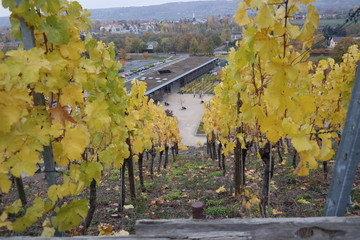 vineyard on a cloudy day