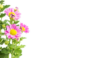 Pink flowers with green leaves bunch on white background