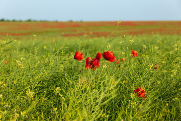 meadow grasses, flowers, fields