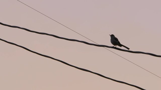 Northern Mockingbird on telephone wire in the morning California Sunrise
