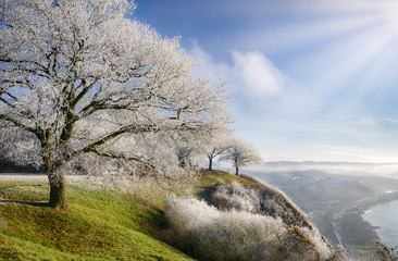 Tree powdered with hoar frost in winter, view from Erpeler Ley to the Rhine Valley, Rhineland-Palatinate