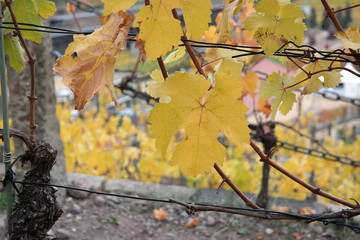 vineyard on a cloudy day