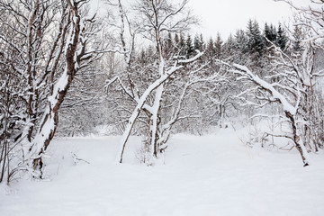 Thingvellir National Park or better known as Iceland pingvellir National Park during winter