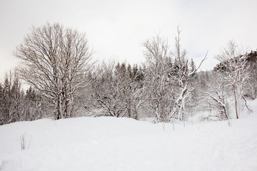 Thingvellir National Park or better known as Iceland pingvellir National Park during winter