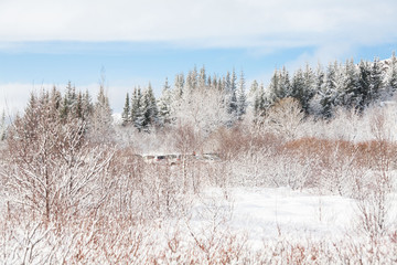 Thingvellir National Park or better known as Iceland pingvellir National Park during winter