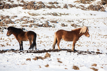Iceland real horse during winter snow