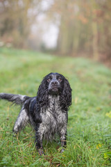 spaniel