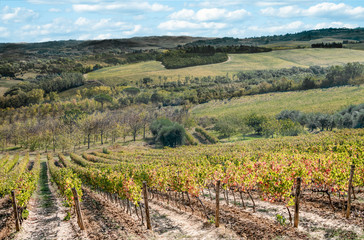 Fototapeta na wymiar Tuscany in October: Vineyards and olive groves show fall colors on a hillside south of Florence, Italy.