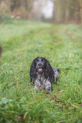 Fototapeta premium spaniel