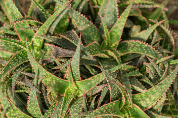 Obraz premium close up of aloe vera cactus. Natural background