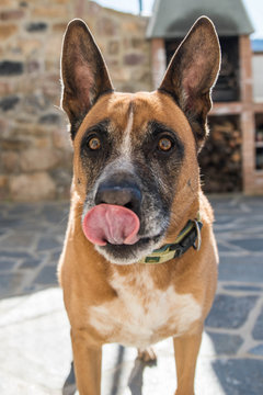 Retrato en primer plano de perro mestizo pastor aleman y boxer lamiendose la nariz