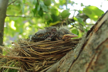 small fluffy chick in the nest sits a thrush chick, a bird in the nest in the spring