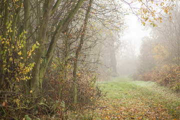 misty walk