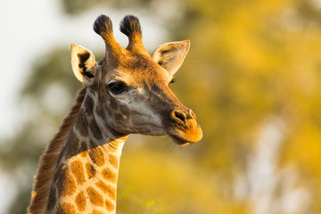 Girafe du Kruger