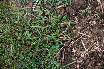 mud & grass