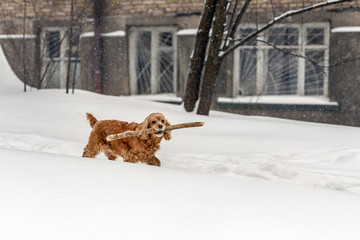 Young brown cocker dog walking with wooden stick in winter. Fun cute pet holding tree branch in mouth during walk in snowstorm