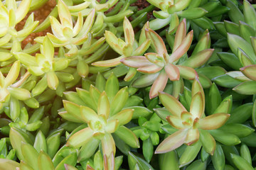 Obraz premium Lush Green Succulent Plants Coppertone Stonecrop, Sedum nussbaumerianum as Natural Texture Background