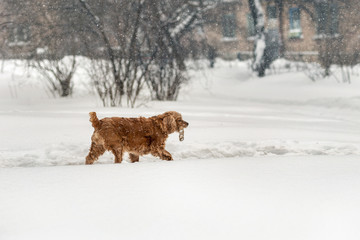 Young brown cocker dog walking with wooden stick in winter. Fun cute pet holding tree branch in mouth during walk in snowstorm