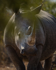 Fototapeta premium Rhinocéros du Kruger