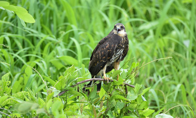 Immature common Black hawk (Buteogallus anthracinus) in Panama, bird of prey in his native habitat.