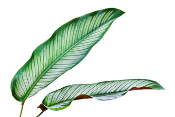 Tropical Green Leaves of Pin Stripe Calathea, Calathea ornata Plant Isolated on White Background