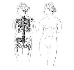 Vintage illustration of anatomy, proportion of woman ribcage , according Venus de' Medici statue