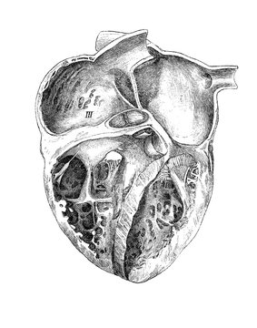 Vintage illustration of anatomy, human heart