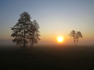 Beautiful Nature Wild Landscape Sunrise with Trees and Foggy Mist
