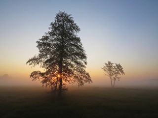 Fototapeta na wymiar Beautiful Nature Wild Landscape Sunrise with Trees and Foggy Mist