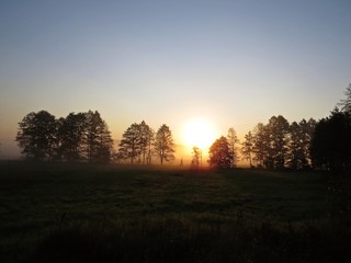 Beautiful Nature Wild Landscape Sunrise with Trees and Foggy Mist