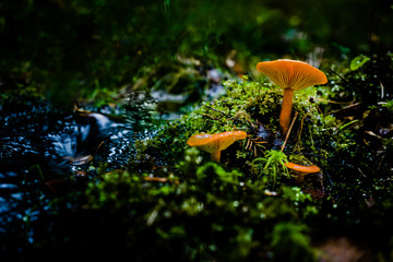 Mushrooms at a stream