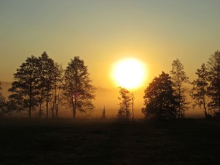 Beautiful Nature Wild Landscape Sunrise with Trees and Foggy Mist