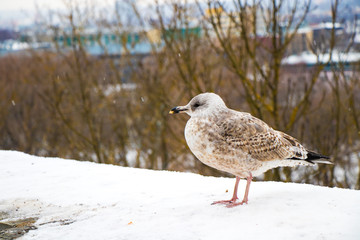 Seagull in Estonia